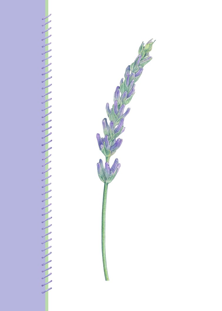 755x1057 Lavender Sprig By Mrana