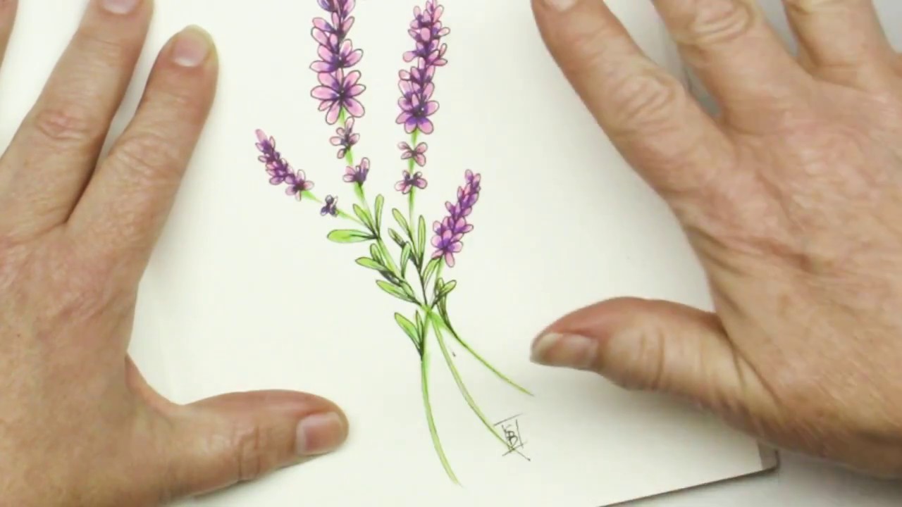 1280x720 Pen And Ink Drawing Tutorial How To Draw Lavender Flowers