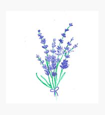 210x230 Flower Lavender Pastel Drawing Photographic Prints Redbubble