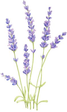 236x394 How To Draw Lavender In 6 Easy Steps Beautiful Drawings