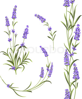 266x320 Isolated Clipart Of Plant Lavender On White Background. Botanical