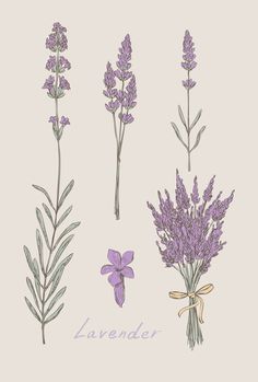 236x349 Lavender Drawing