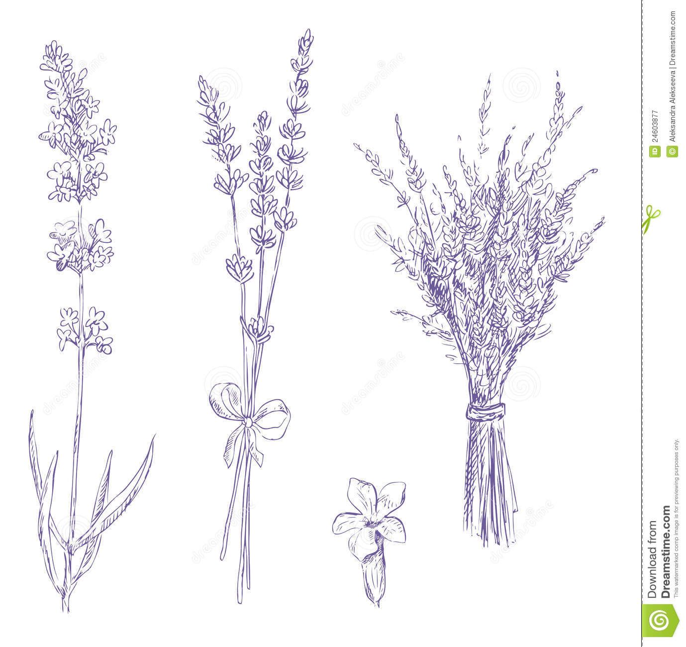 1379x1300 Lavender Pencil Drawing Set