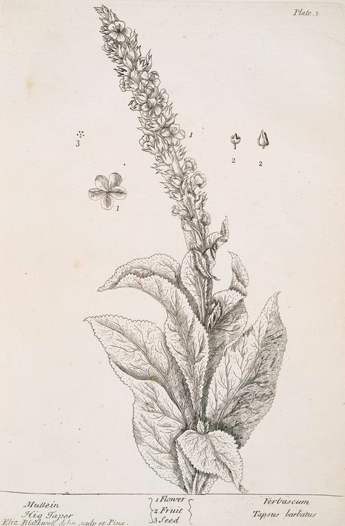 498x760 Mullein Becomes A Highbrow Perennial For Gardens