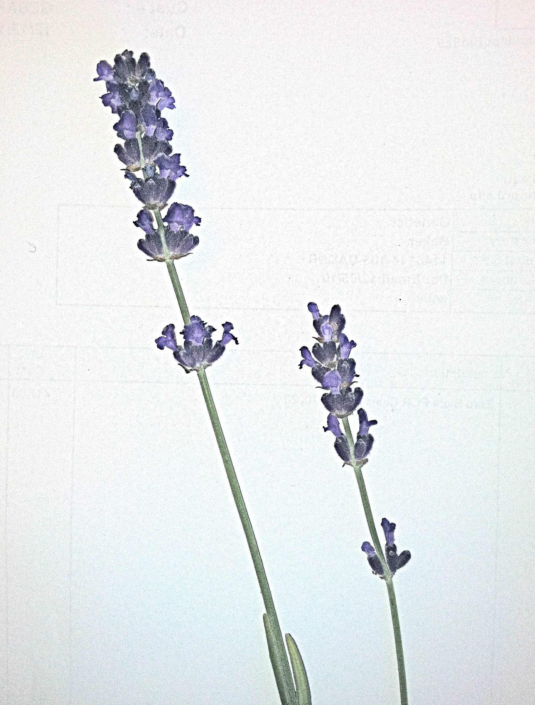 1742x2293 Edible California Plants A Bouquet From Mendel Page 2