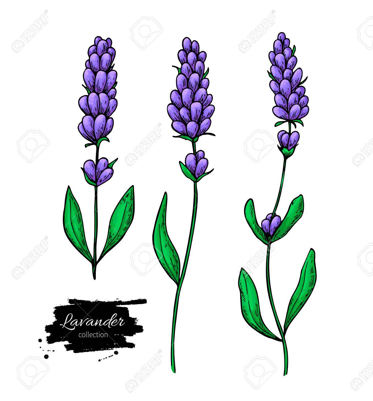 Lavender Plant Drawing at GetDrawings.com | Free for personal use