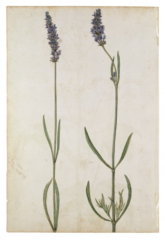 529x768 Stavesacre Le Moyne De Morgues, Jacques Vampa Search The Collections