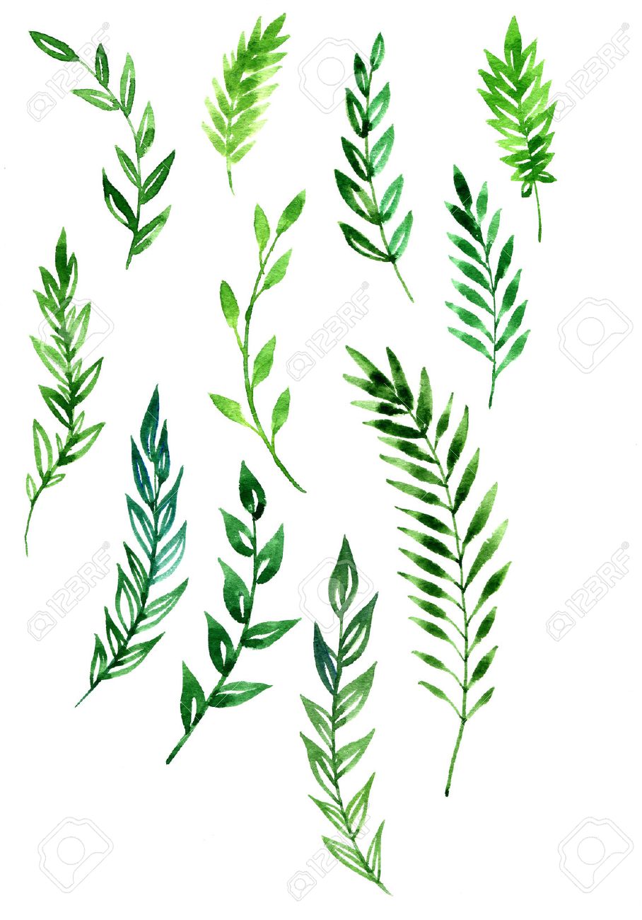 908x1300 Set Of Abstract Branches With Green Leaves Drawing By Watercolor