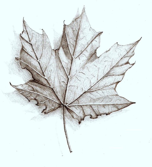 600x662 Leaf Drawing Assignment Keller's Blog Site