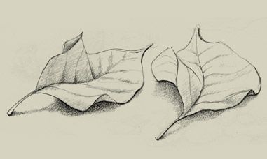 381x228 Pencil Sketch Of Leaves Draw Sketches, Leaves