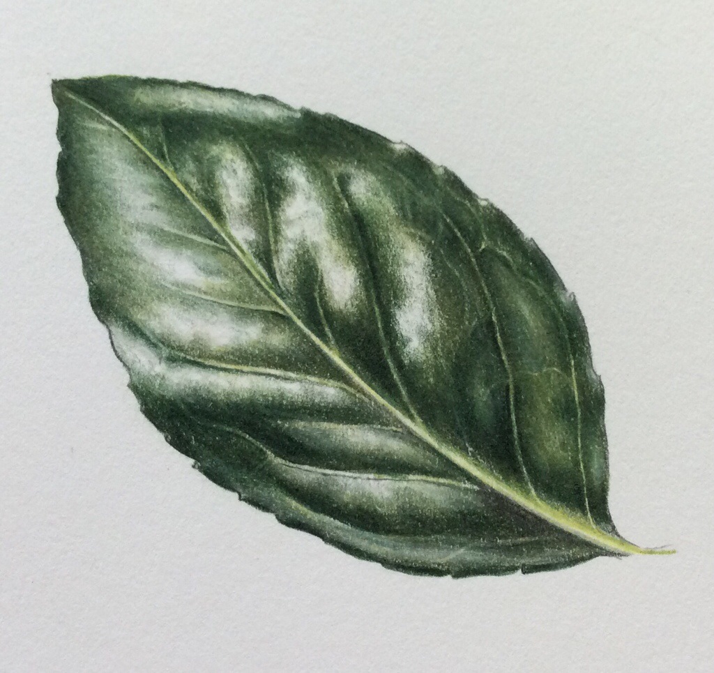 1024x965 Shiny Leaf Step By Step