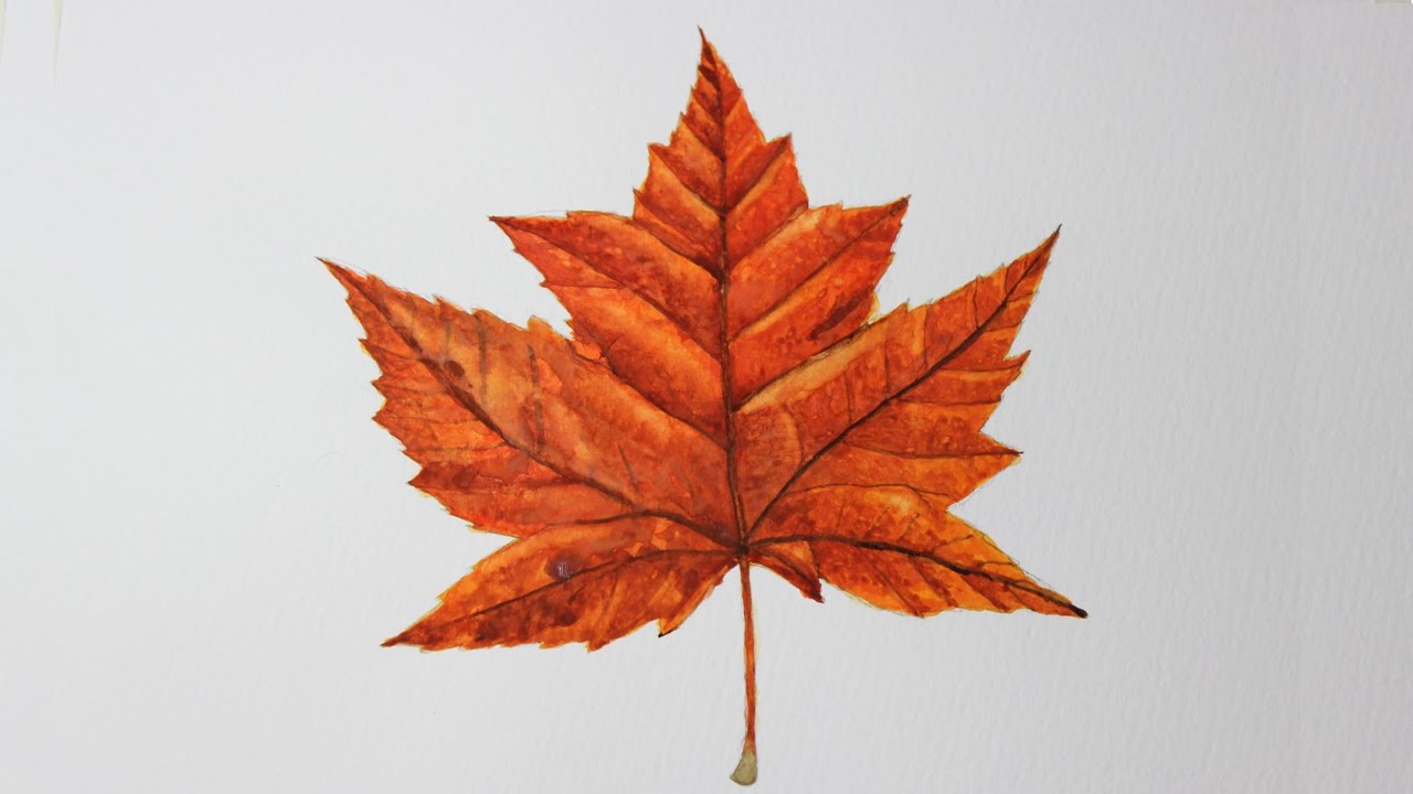1280x720 Water Colour Drawing Of A Maple Leaf (My 1st Attempt)