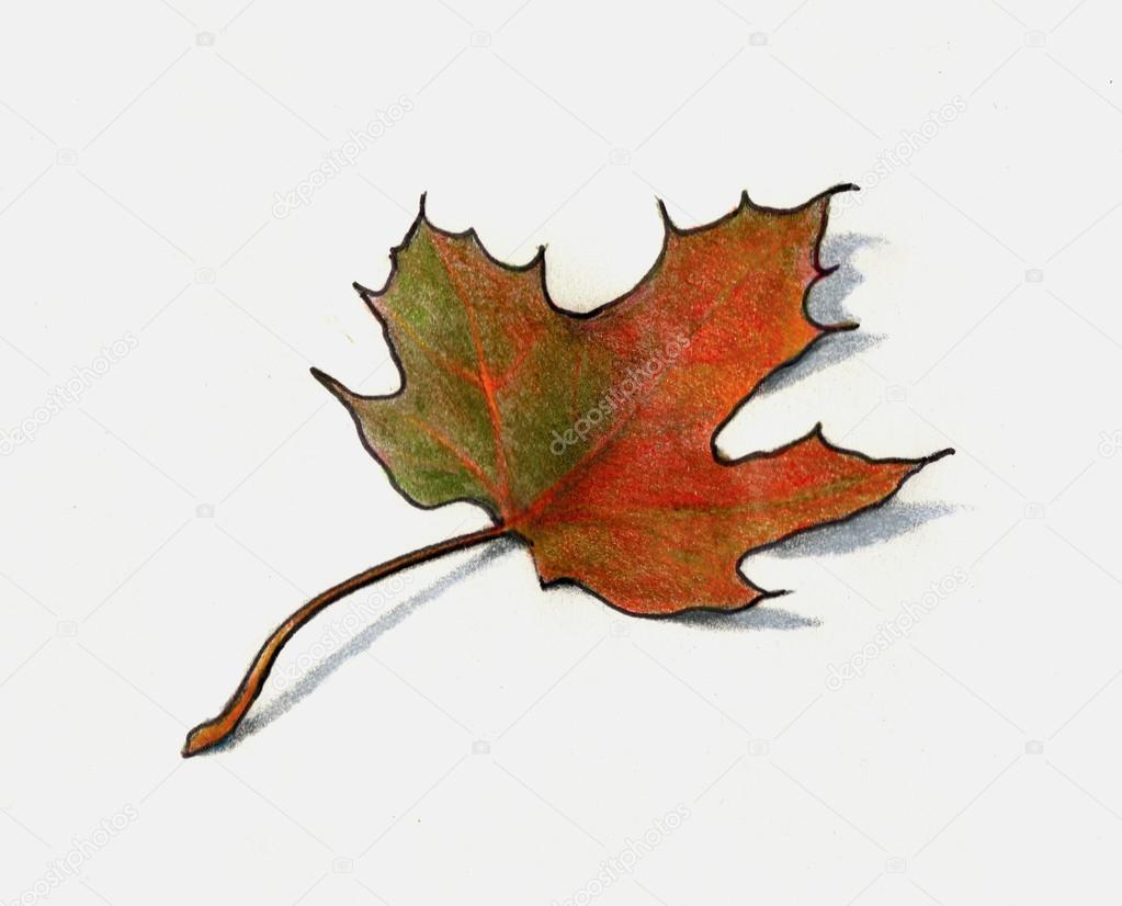 1023x826 Color Pencil Drawing Of Maple Leaf In Autumn Stock Photo
