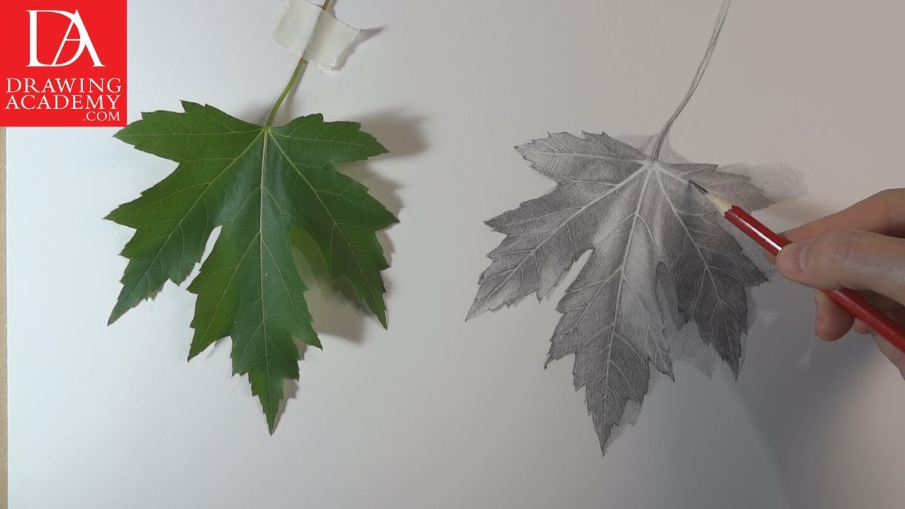 1280x720 How To Draw A Leaf Presented By Drawing Academy Com 28