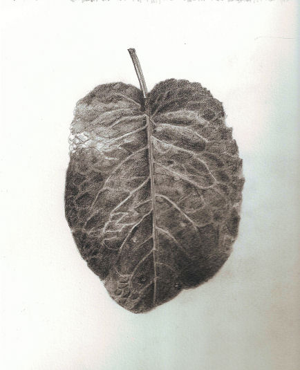 434x535 Leaves In Pencil