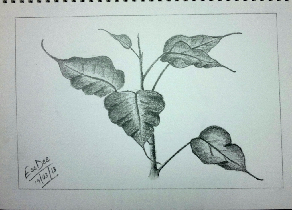 1024x738 Pencil Drawings Of Leaves Sketch Leaves Random Indites