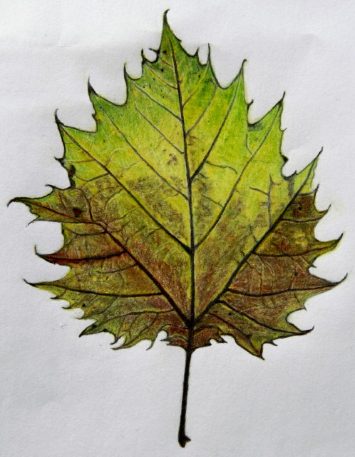 498x640 Pictures Colored Pencil Drawings Of Leaves,