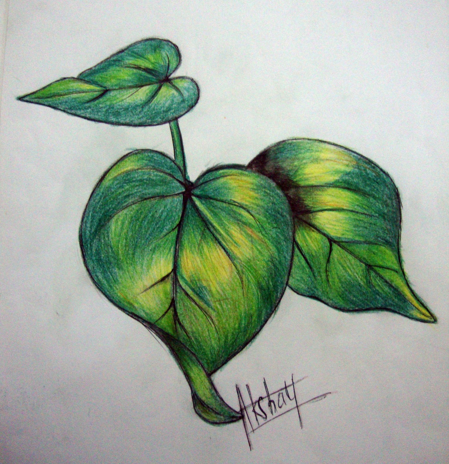Leaf Pencil Drawing at GetDrawings Free download