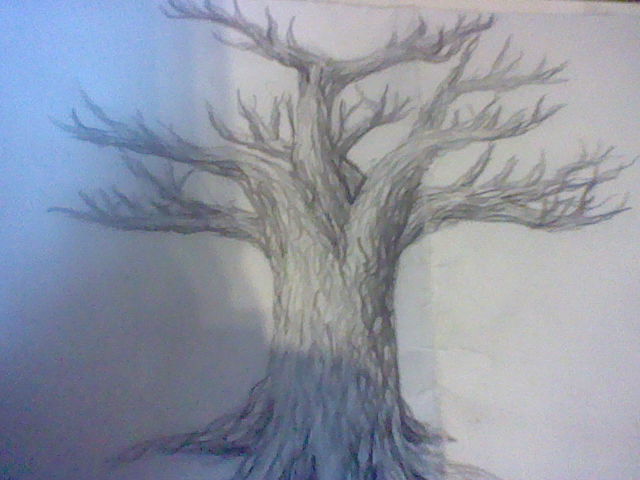 640x480 Leafless Tree By Kazetatsu