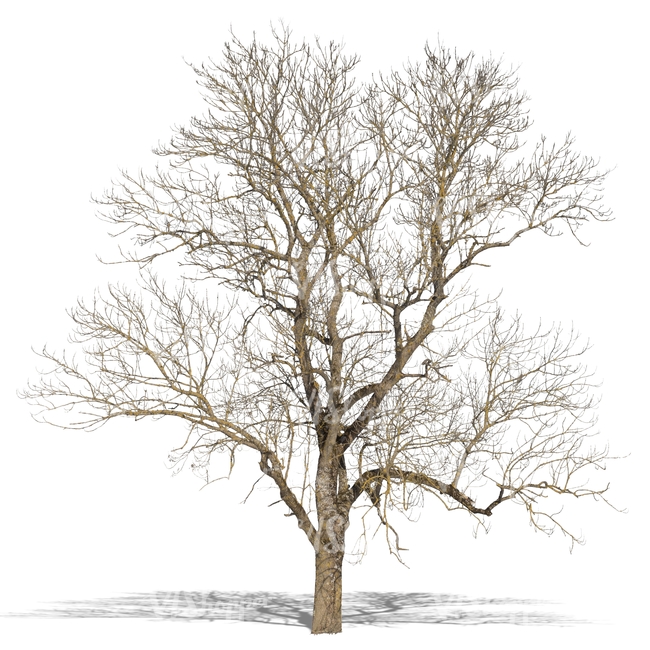 650x650 Cut Out Big Leafless Tree In Wintertime