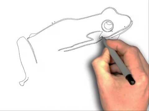 480x360 How To Draw Jumping Frog