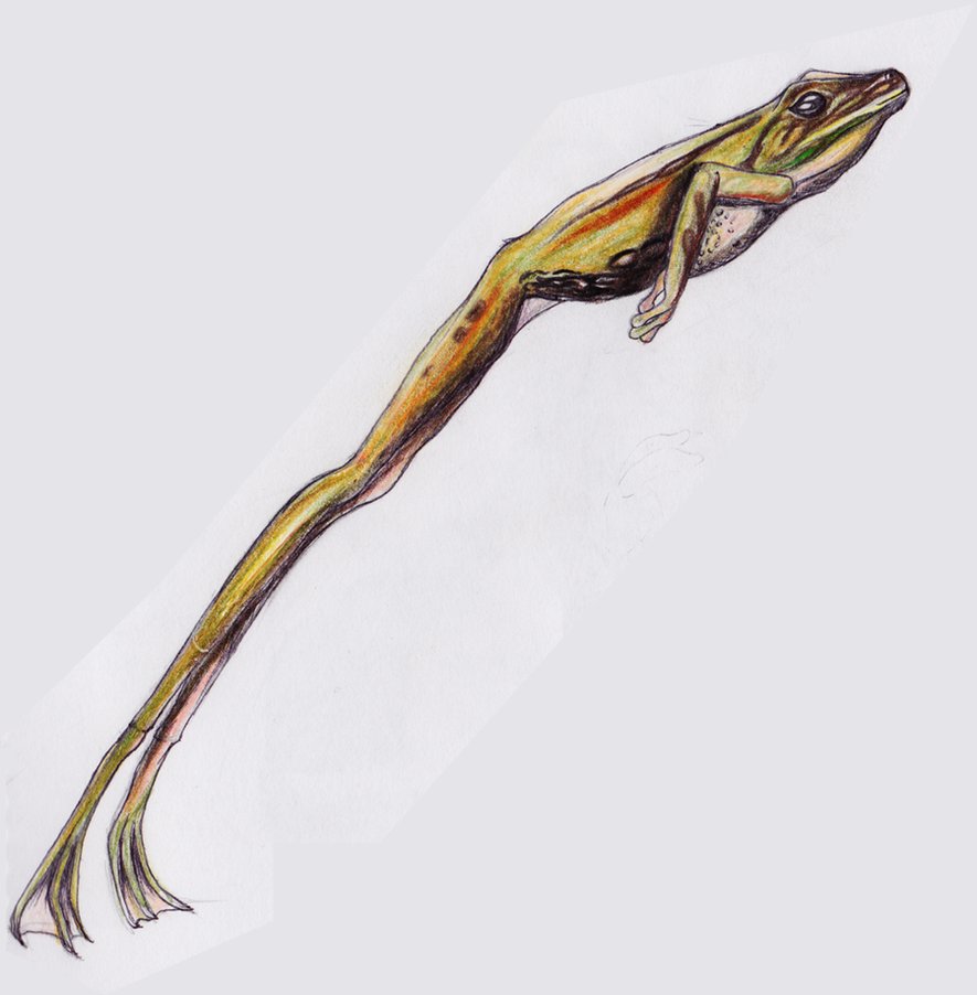 885x902 Leaping Frog By Lady Fliss