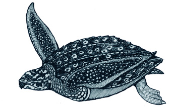 335x213 Turtle (Leatherback)