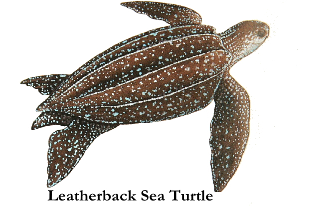 620x413 Leatherback Sea Turtle Shell