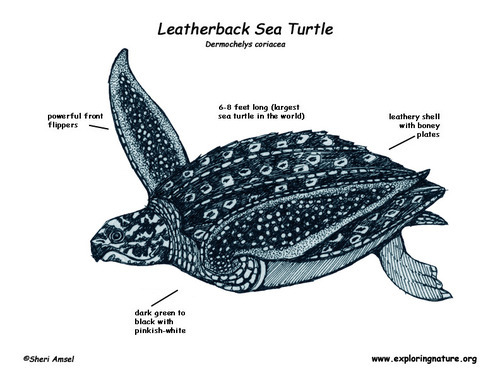 Leatherback Sea Turtle Drawing at GetDrawings | Free download