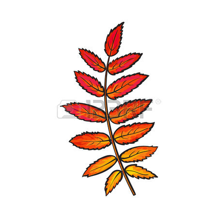 450x450 Beautiful Yekkiw Colored Autumn Birch Leave, Vector Illustration
