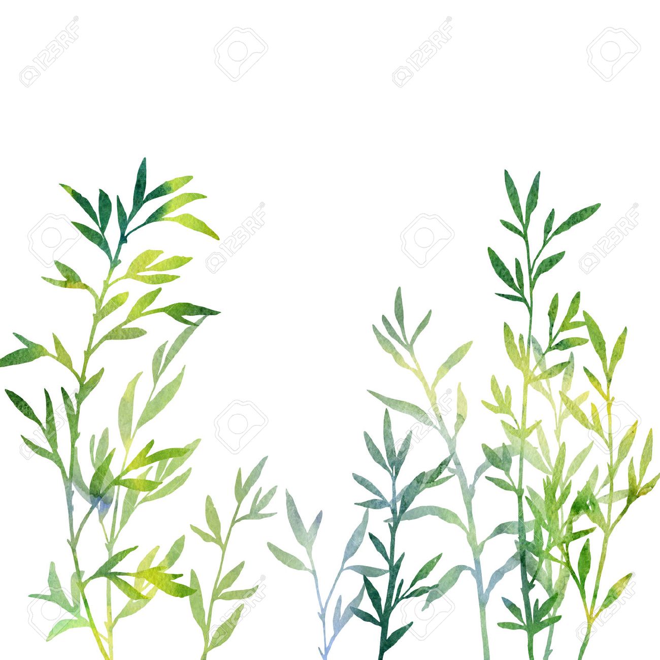 1300x1300 Thicket Of Branches With Leaves Drawing In Watercolor, Green