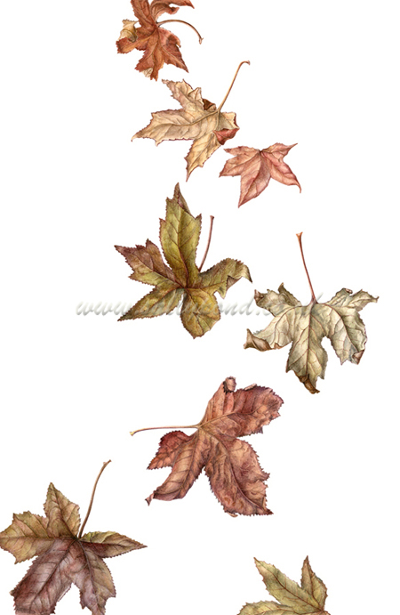 450x691 Botanical Illustration Of Falling Autumn Leaves { Falling
