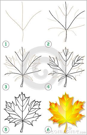 291x450 Page Shows How To Learn Step By Step To Draw A Maple Leaf. How