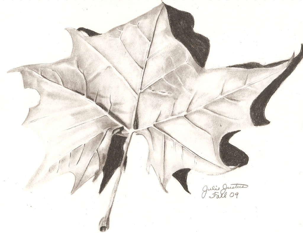 Leaves Pencil Drawing at GetDrawings.com Free for 