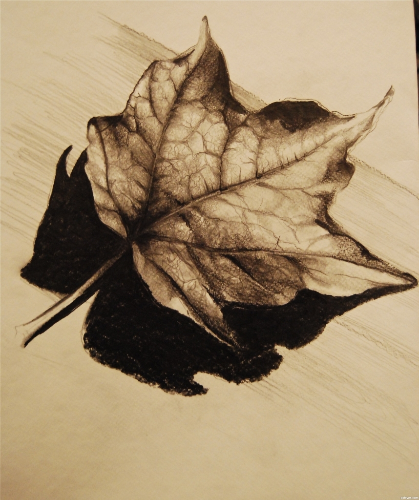 858x1024 Pencil Drawing Of Leaves Art Bailey Licensed For Non Commercial