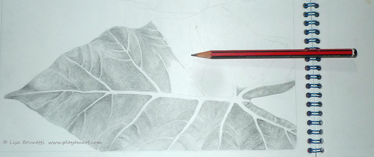 1199x505 Pencil Drawing Zeebra Designs Amp Destinations