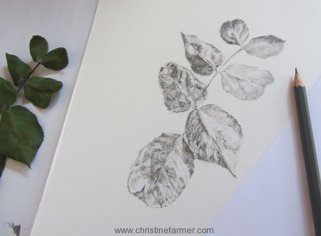 468x344 Rose Leaves In Ink Christine Farmer