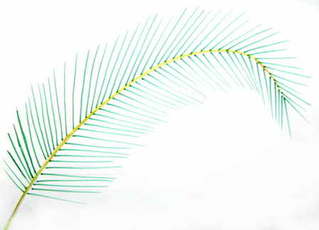 449x323 How To Draw A Coconut Palm Tree