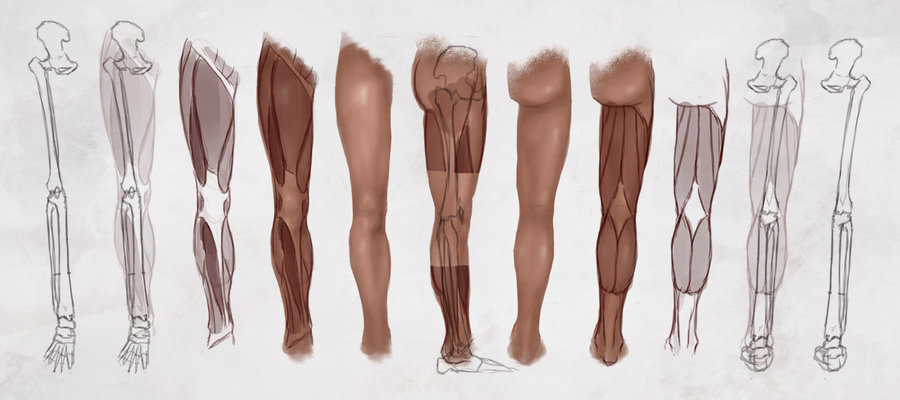 900x400 As Drawing The Legs By Cgcookie