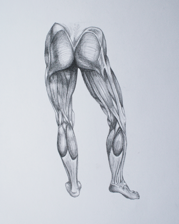 750x940 Megan Mcdonald Leg Muscle Drawings