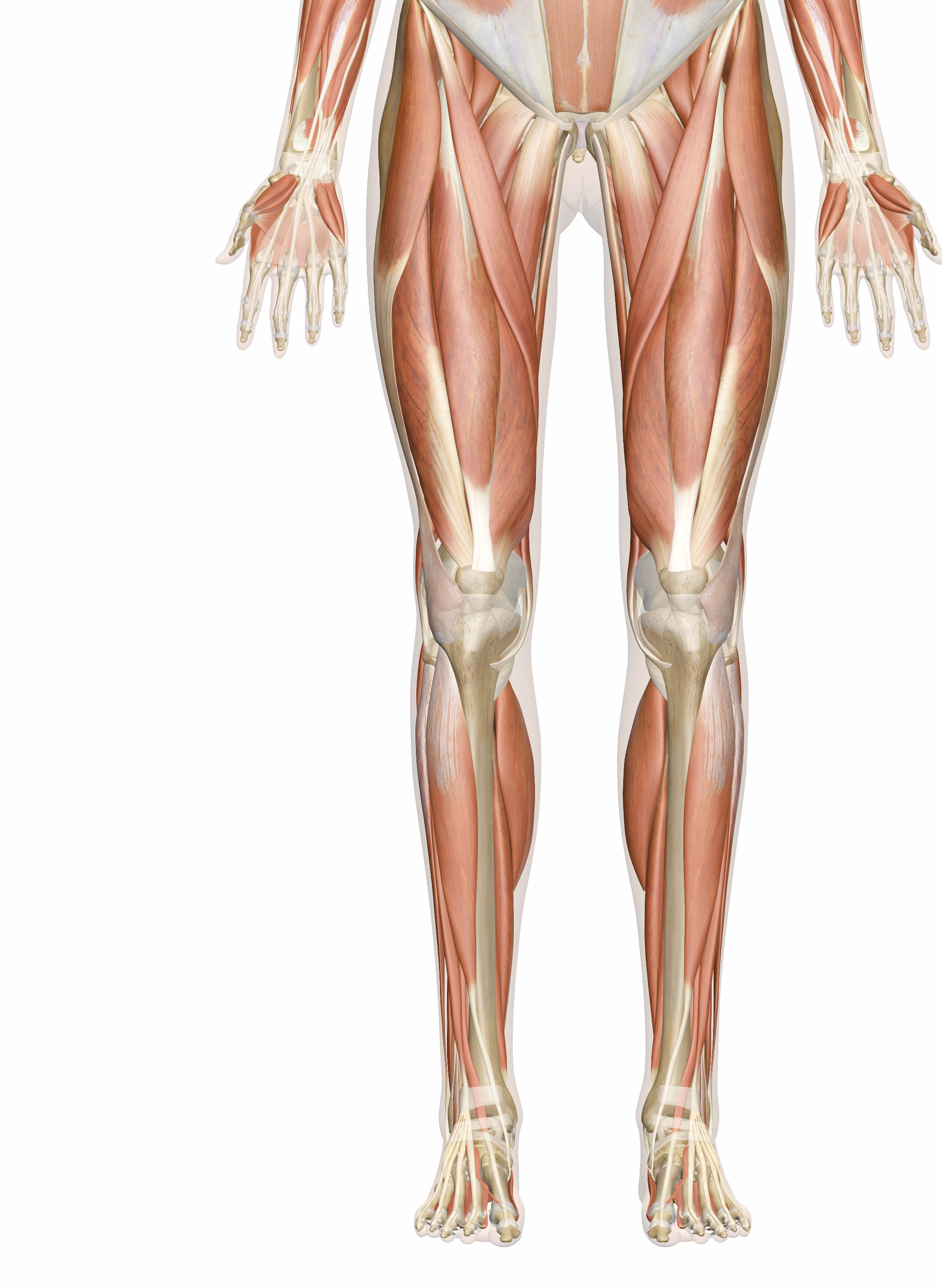 2000x2737 Muscles Of The Leg And Foot