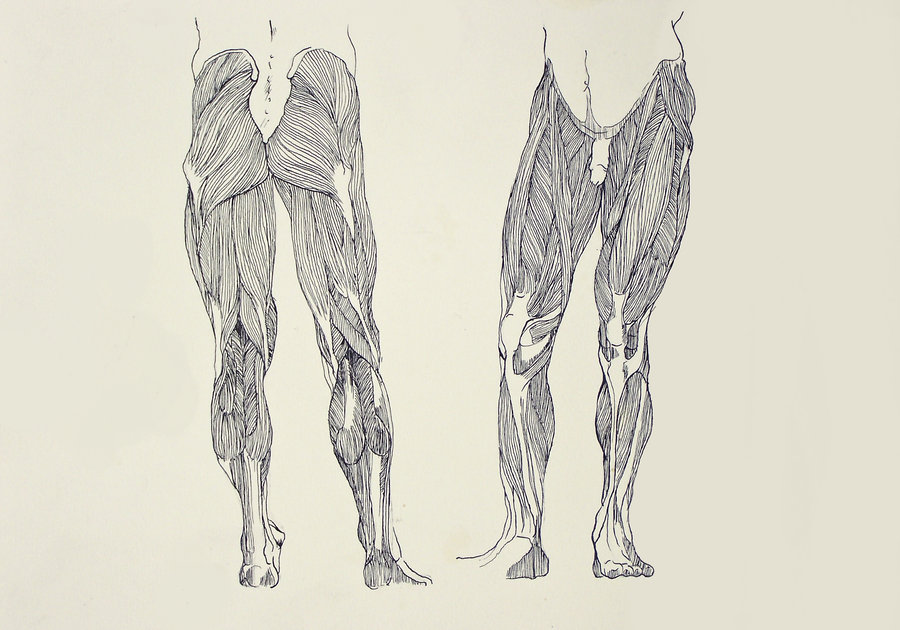 900x630 Leg Muscles By Tpl33