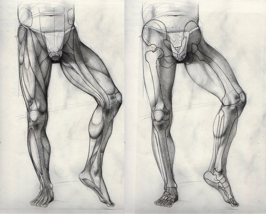900x725 Leg Study By Doodlingdruid