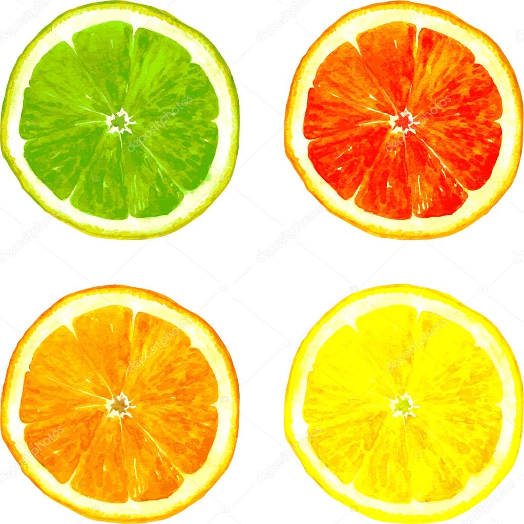 1023x1023 Slice Of Citrus Fruits Drawing By Watercolor Stock Vector