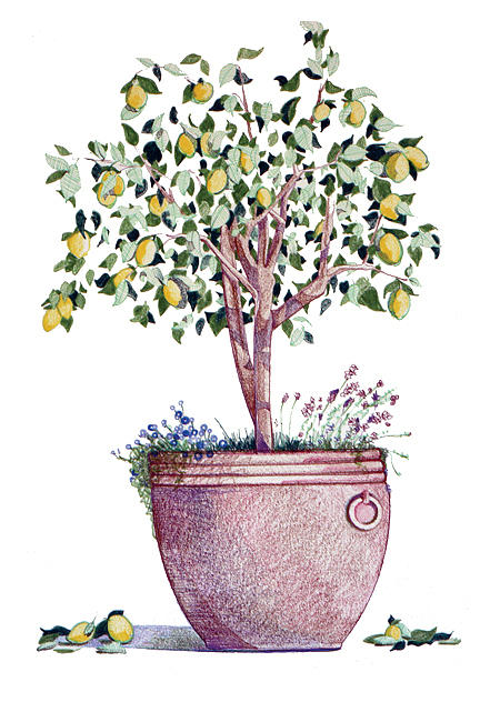 450x650 Lemon Tree Drawing By Jamison Kaufman