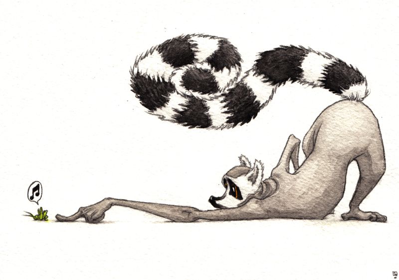 800x561 Pin By Nadine 2 On Lemurs Lemur And Drawings