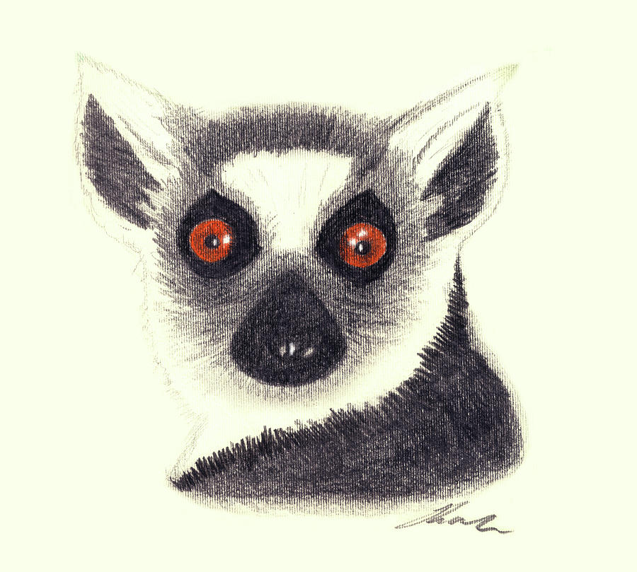 900x809 Ring Tailed Lemur Drawing By Julie L Hoddinott