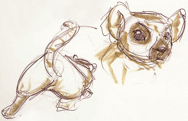 621x400 Zoo Drawing Lemur By Goblinqueeen