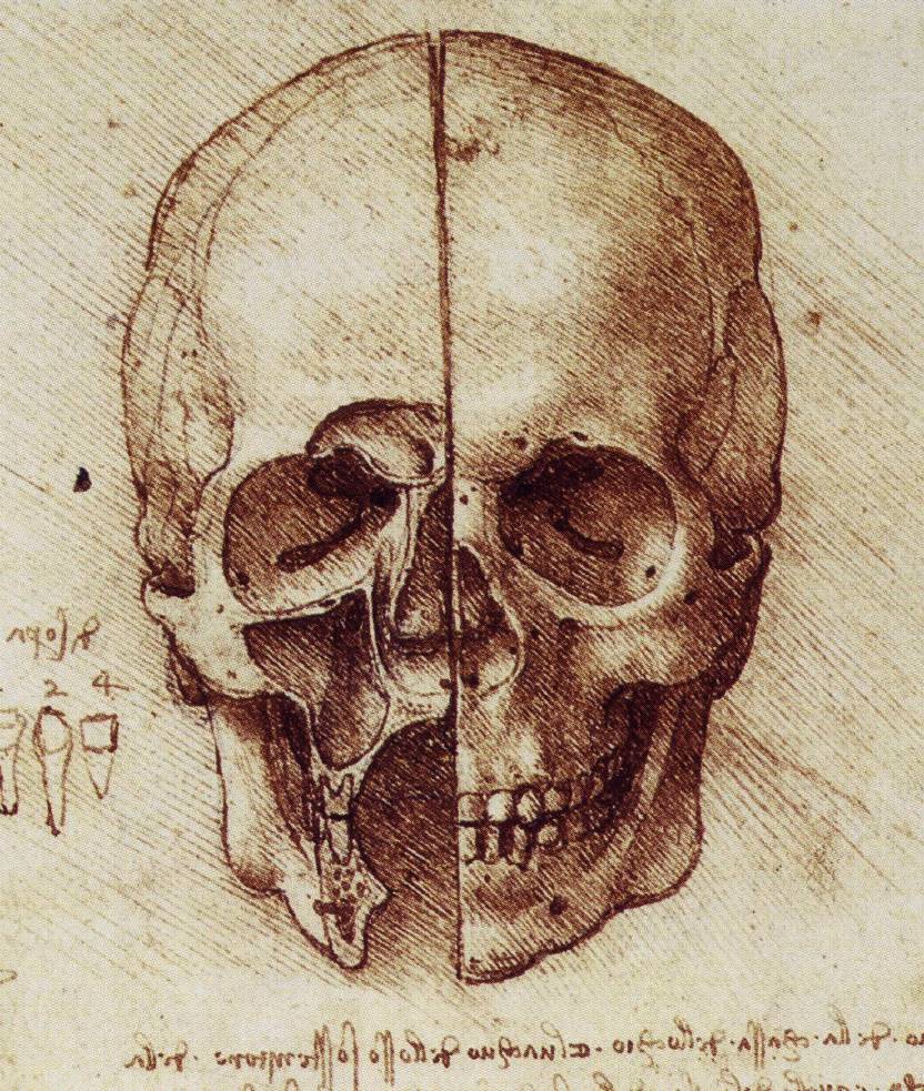 832x983 The Drawings Of Leonardo Da Vinci