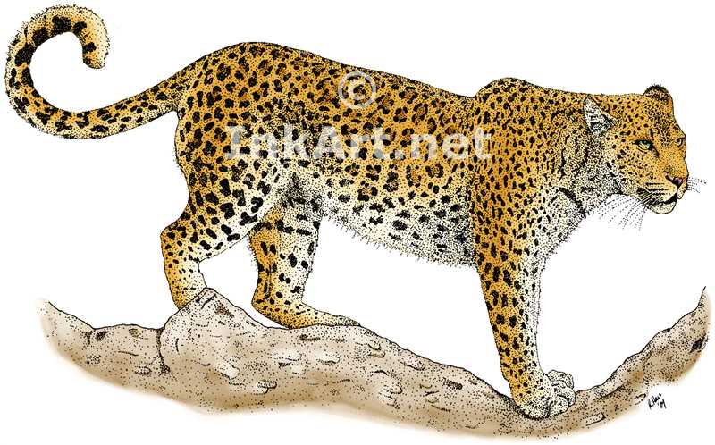 Leopard Drawing at GetDrawings | Free download